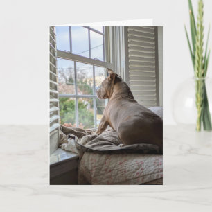 Tarjeta Amor de Pit Bull Te Extraño