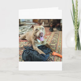 Tarjeta Amor de Pitbull