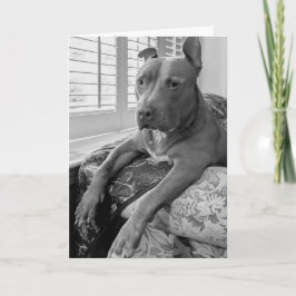 Tarjeta Amor de Pitbull