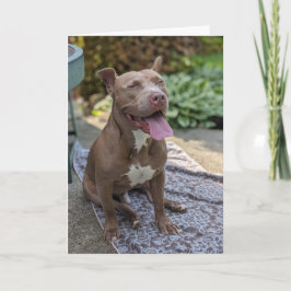 Tarjeta Amor de Pitbull