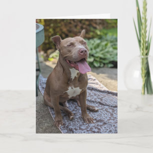 Tarjeta Amor de Pitbull