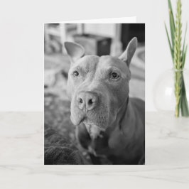 Tarjeta Amor de Pitbull