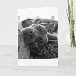 Tarjeta Amor de Pitbull