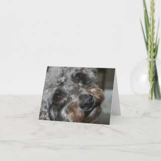 Tarjeta Amor de Schnoodle