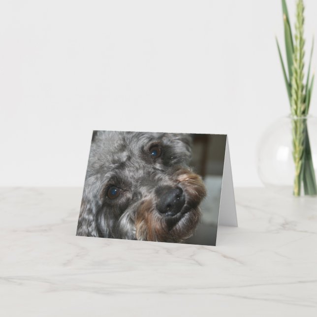 Tarjeta Amor de Schnoodle (Anverso)