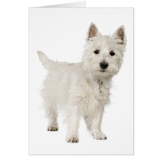 Tarjeta Amor del oeste blanco del perro de perrito de