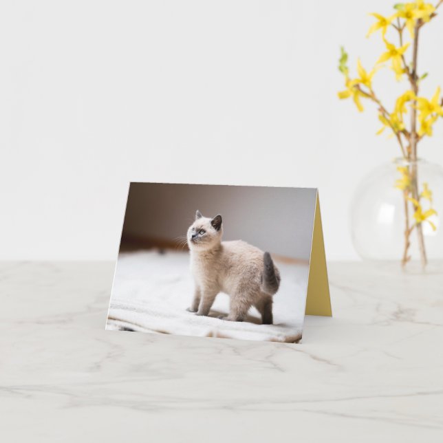 Tarjeta Amor gatito (flor amarilla)