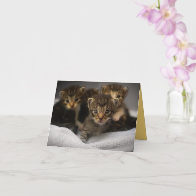 Tarjeta Amor gatito (Orquídea)