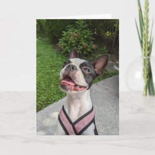Tarjeta Amor por el Boston Terrier
