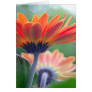 Tarjeta anaranjada del Gerbera
