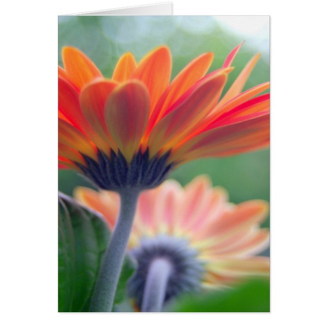 Tarjeta anaranjada del Gerbera (Frente)