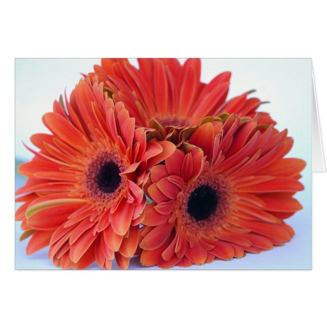 Tarjeta anaranjada del trío del agolpamiento (Anverso (Horizontal))