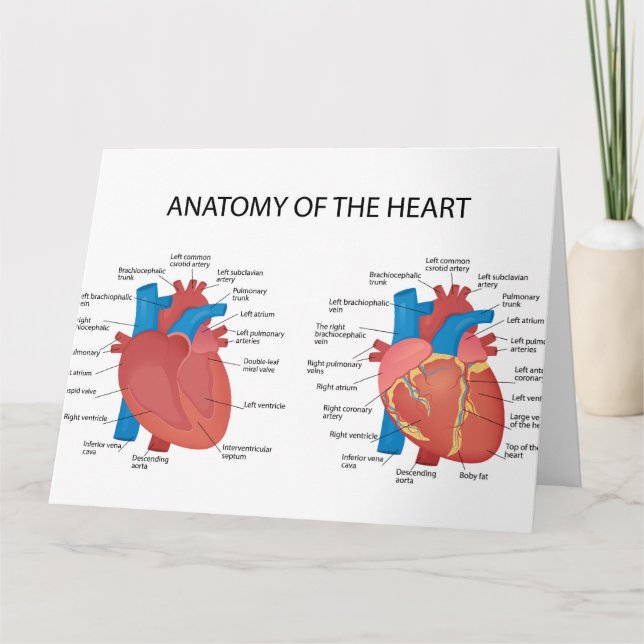 Tarjeta Anatomía del corazón (Anverso)