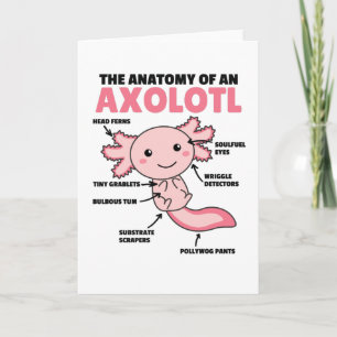 Tarjeta Anatomía Explicativa Axolotl De Un Axolotl
