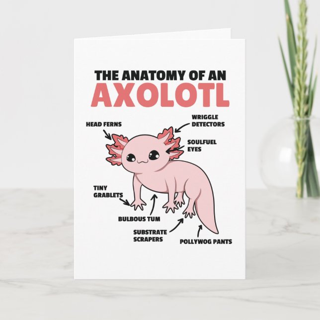 Tarjeta Anatomía Explicativa Axolotl De Un Axolotl (Anverso)