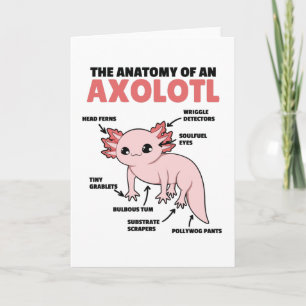 Tarjeta Anatomía Explicativa Axolotl De Un Axolotl