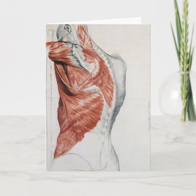 Tarjeta Anatomía humana; músculos del torso y del hombro (Anverso)