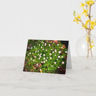 Tarjeta Anémona de bosque, hermosa flor blanca de primaver