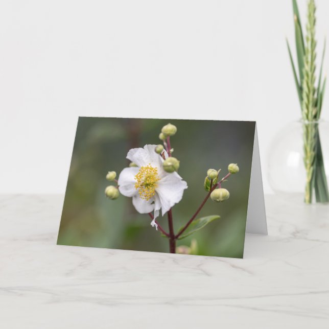 Tarjeta Anemone de árbol (Anverso)
