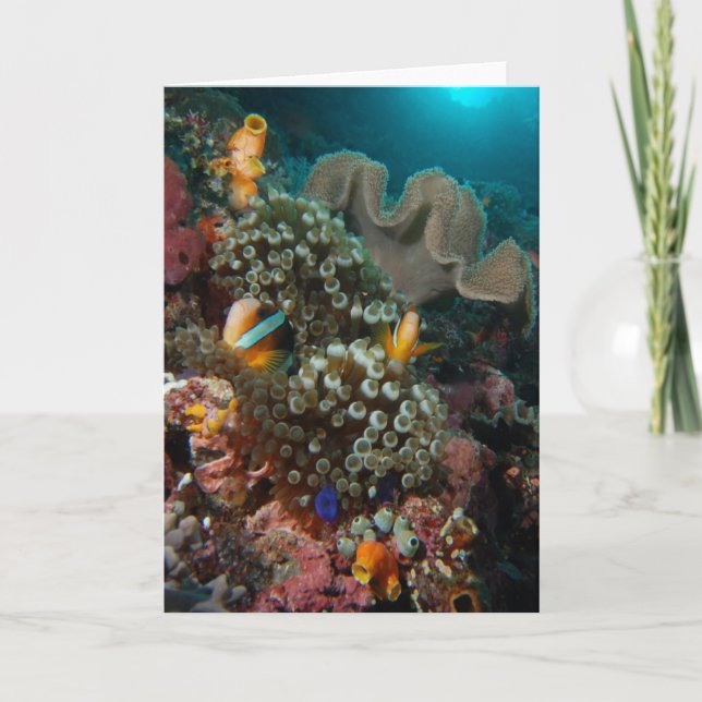Tarjeta Anemone Fish Garden (Anverso)