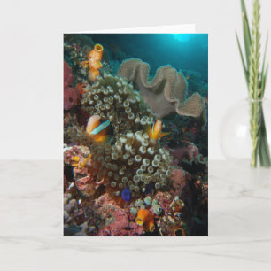Tarjeta Anemone Fish Garden