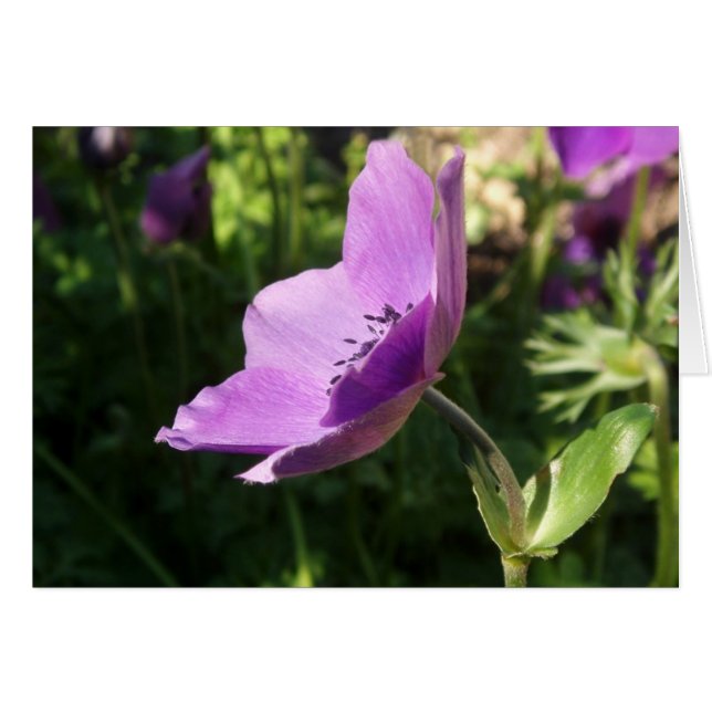 Tarjeta Anemone Garden (Anverso (Horizontal))
