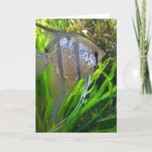 Tarjeta Angel Fish