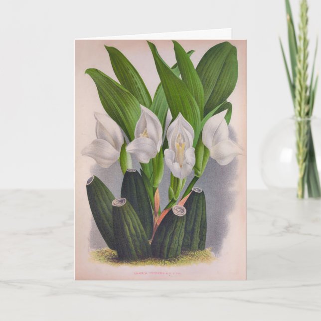 Tarjeta Anguloa Uniflora Lindenia (Anverso)