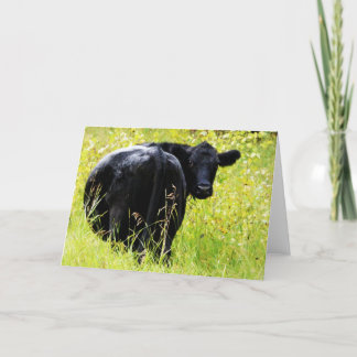 Tarjeta Angus Steer in Tall Yellow Grass