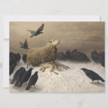 Angustia: Oveja con un cordero muerto