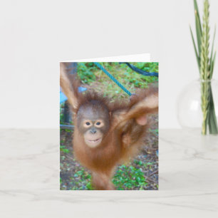 Tarjeta Animador: Equipo Orangutan
