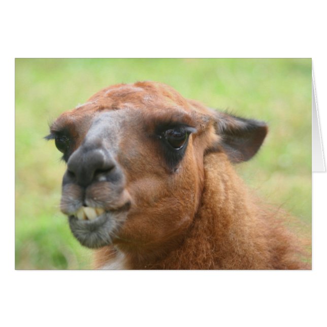 Tarjeta animal de la granja de la cara de llamada  (Anverso (Horizontal))