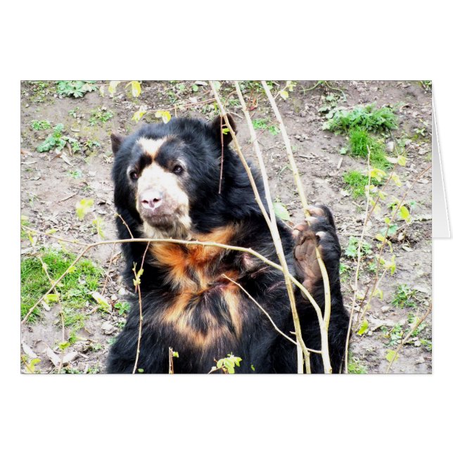 Tarjeta animal de oso con aspecto (Anverso (Horizontal))