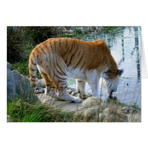 Tarjeta animal de tigre india