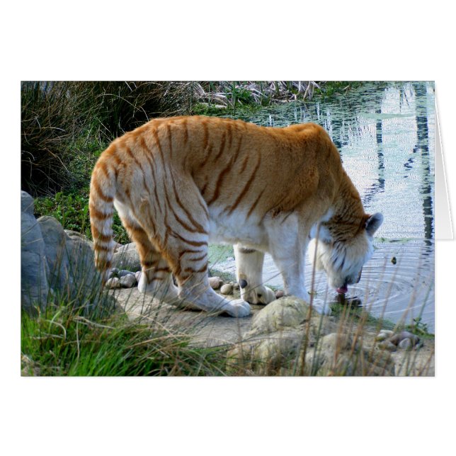 Tarjeta animal de tigre india (Anverso (Horizontal))