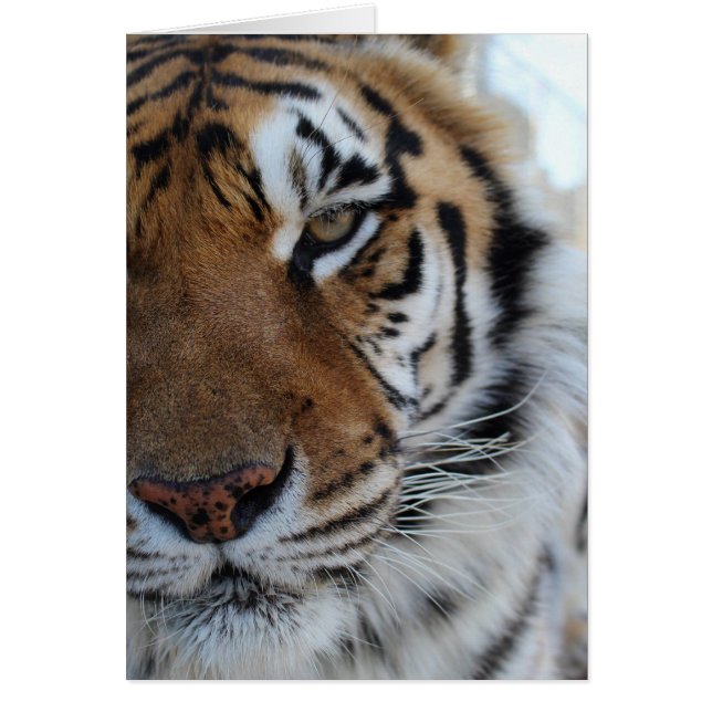 Tarjeta animal del santuario de Cedarhill (Frente)