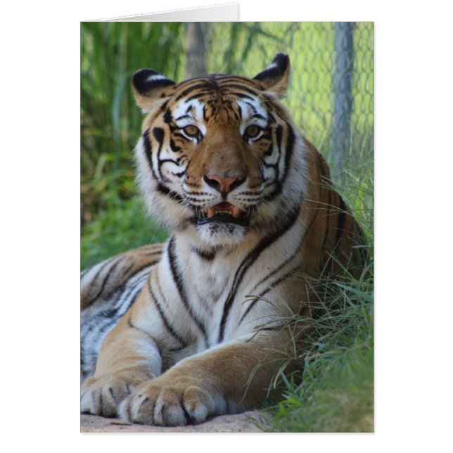 Tarjeta animal del santuario de Cedarhill (Frente)