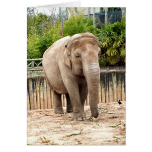 Tarjeta animal elefante india