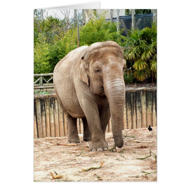 Tarjeta animal elefante india (Frente)