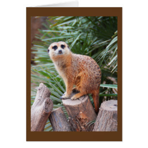 Tarjeta animal Meerkat