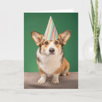 Animales Bebés más Lindos | Cachorro de cumpleaños