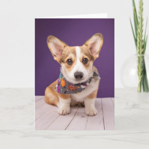 Tarjeta Animales Bebés Más Lindos   Corgi de Halloween