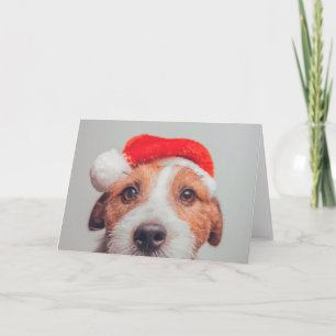 Tarjeta Animales Bebés más Lindos   Perro Jack Russell San