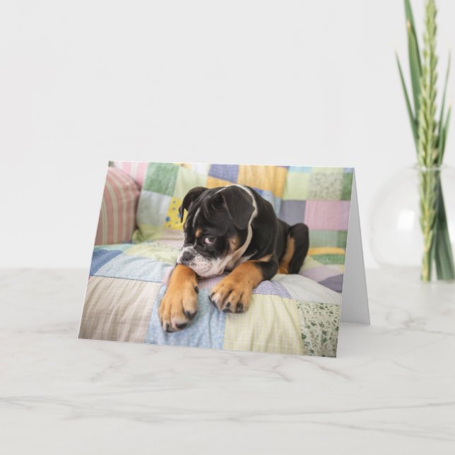 Tarjeta Animales de bebé más afectados | Antiguo y tímido  (Anverso)