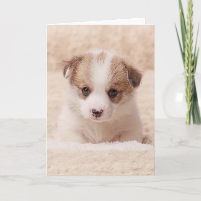 Tarjeta Animales de bebé más afectados | Baby Corgi (Anverso)