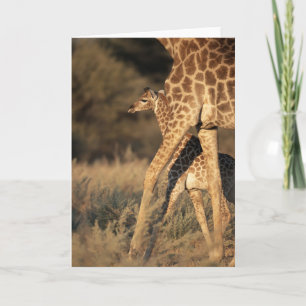 Tarjeta Animales de bebé más afectados   Baby Giraffe y Pa