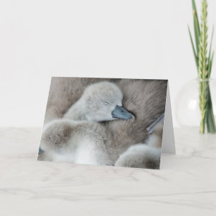 Tarjeta Animales de bebé más afectados Baby Mute Swan