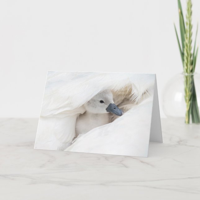 Tarjeta Animales de bebé más afectados | Baby Mute Swan (Anverso)