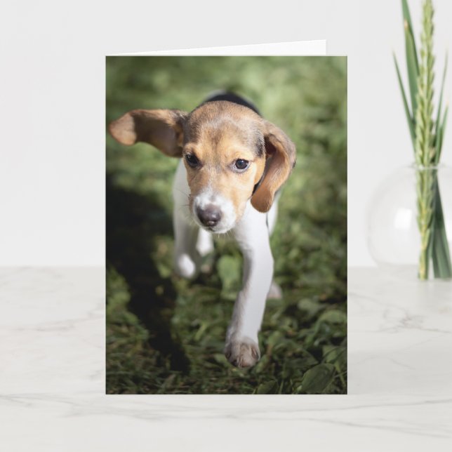 Tarjeta Animales de bebé más afectados | Beagle Puppy (Anverso)