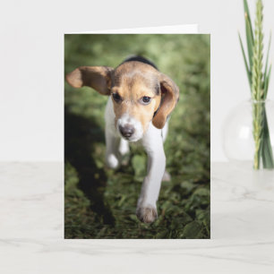 Tarjeta Animales de bebé más afectados Beagle Puppy